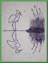 snowy egret & fiddler.JPG
